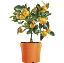Mandarinenbaum im Topf mit Früchten