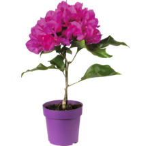 Bougainvillea Pflanze im Topf