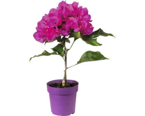 Bougainvillea Pflanze im Topf