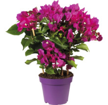 Bougainvillea Pflanze im Topf