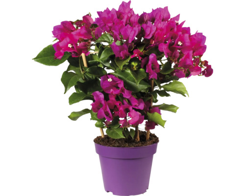 Bougainvillea Pflanze im Topf