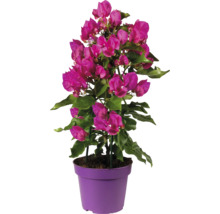 Bougainvillea Pflanze im Topf