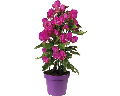 Bougainvillea Pflanze im Topf