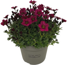 Blühende Saxifraga im Topf