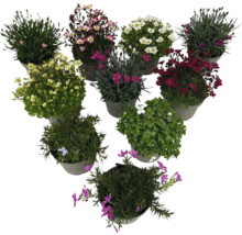 Blumen in Töpfen, verschiedene Sorten