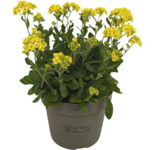 Steinkraut im Topf mit gelben Blüten