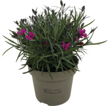 Topfnelke mit grünen Blättern und violetten Blüten im Topf