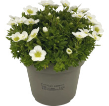 Blütenpolster Saxifraga im Topf