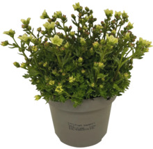 Saxifraga in einem Topf