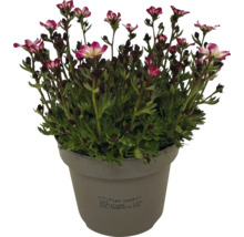 Saxifraga im Topf