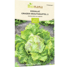 Eissalat Grazer Krauthäuptel 2 Samenpackung