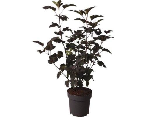 Pfeifenstrauch im Topf