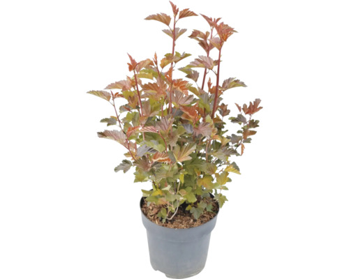 Fasanenspiere in einem Topf.