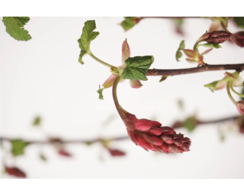 Blühender Zierstrauch mit roten Blüten und grünen Blättern.