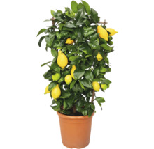 Zitronenbaum im Topf mit Früchten und grünen Blättern