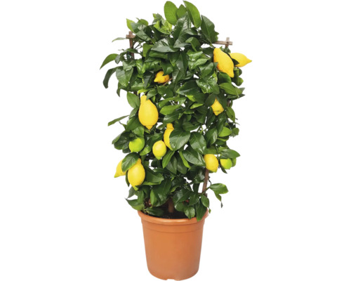 Zitrone Spalier FloraSelf Citrus 'Limon' H ca. 50 cm Ø 21 cm Topf