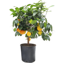 Rote Limette, Mandarinen-Limette Stamm FloraSelf Citrus Lima Rossa H ca. 50 cm Ø 21 cm Topf