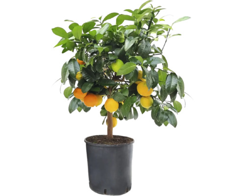 Rote Limette, Mandarinen-Limette Stamm FloraSelf Citrus Lima Rossa H ca. 50 cm Ø 21 cm Topf
