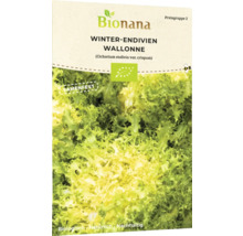 Bio Winter Endivien Wallonne Salatsamen