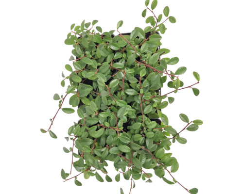 Zwergmispel 6-er Pack FloraSelf Cotoneaster dammeri radicans