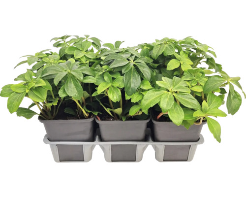 Drei Japanische Lavendelheide Pflanzen in Töpfen