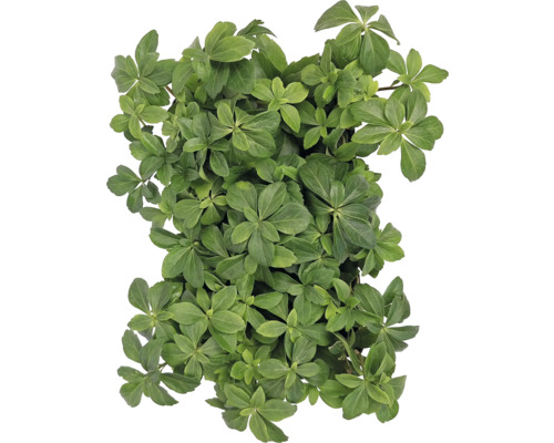 Pachysandra terminalis Bodendecker mit grünen Blättern