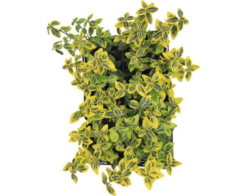 Gelbbunte Kriechspindel 6-er Pack FloraSelf Euonymus fortunei 'Emerald n Gold' Immergrüner Spindelstrauch in einem Topf