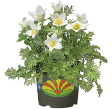 Topf mit Küchenschelle mit weißen Blüten und grünen Blättern