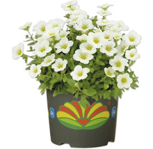Schleierkraut im Topf mit weißen Blüten