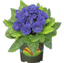 Topfprimel mit violetten Blüten und grünen Blättern in einem Topf