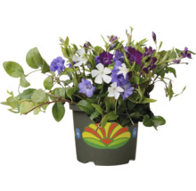 Immergrün im Topf mit blauen, weißen und violetten Blüten