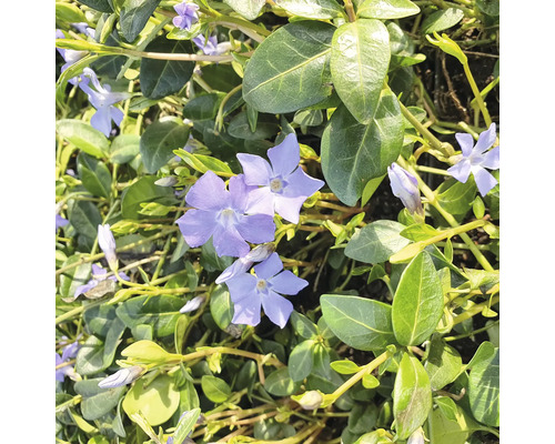 Kleines Immergrün 6-er Pack FloraSelf Vinca minor