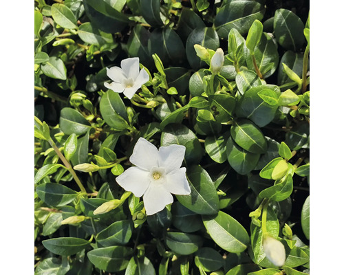 Weißes Immergrün 6-er Pack FloraSelf Vinca minor 'Alba'