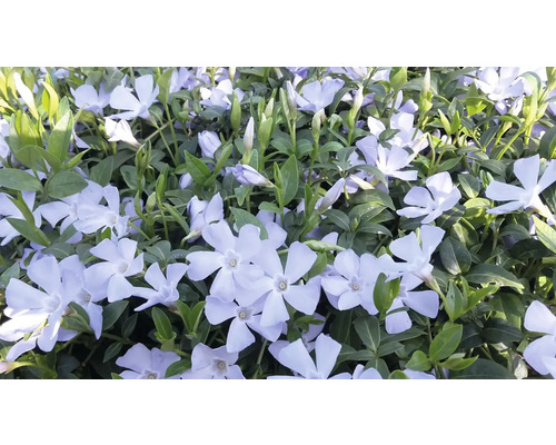 Kleines Immergrün 6er Pack FloraSelf Vinca minor 'Valentin'