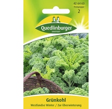 Grünkohl Saatgutpackung für die Wintersorte Westlandse