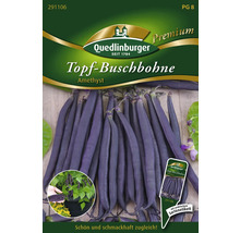 Samenpackung Topf Buschbohne Amethyst der Marke Quedlinburger