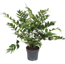 Blütenfarn FloraSelf Anemia mexicana Ø 19 cm Topf
