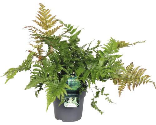 Wurmfarn FloraSelf Dryopteris 'Koidzumiana' Ø 14 cm Topf