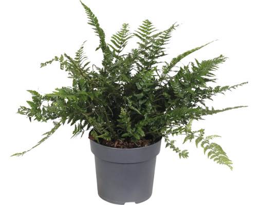 Grüner Farn in einem Topf