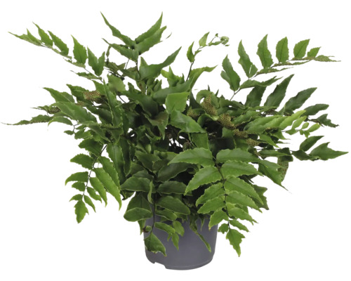 Japanischer Schleierfarn in einem Topf