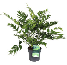 Blütenfarn FloraSelf Anemia mexicana Ø 19 cm Topf