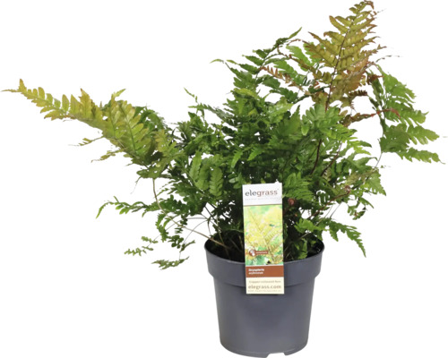 Rotschleierfarn FloraSelf Dryopteris erythrosora Ø 14 cm Topf