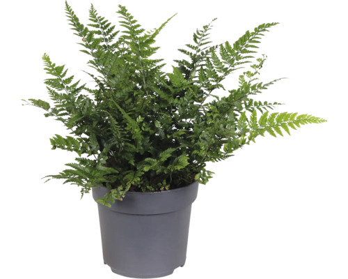 Grüner Zimmerfarn in einem Topf