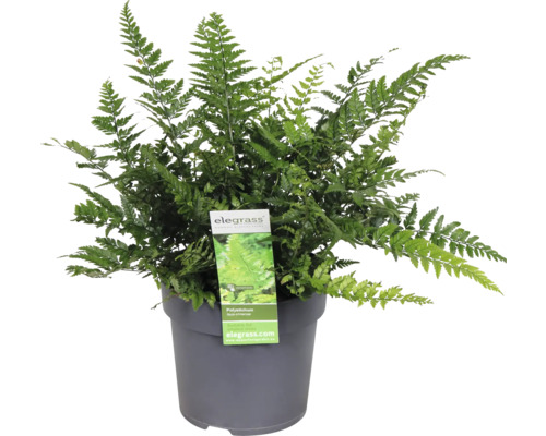 Schmaler Schildfarn FloraSelf Polystichum tsus-simense Ø 14 cm Topf