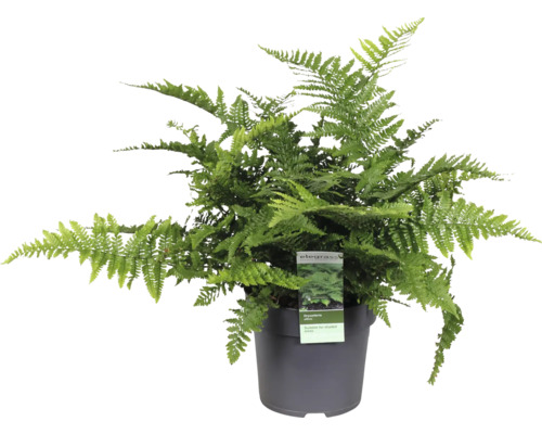 Heimische Goldschuppenfarn FloraSelf Dryopteris affinis Ø 14 cm Topf