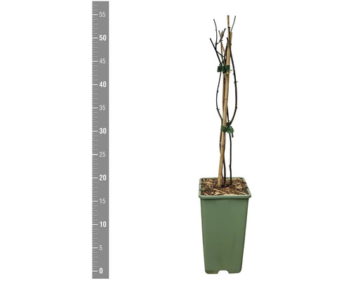 Stabförmige Pflanze mit Stützpfahl im Topf