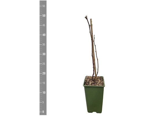 Rose im Topf mit Stützstab