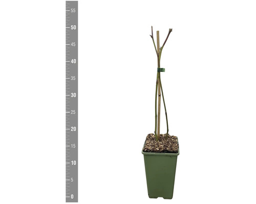 Junge Pflanze im Topf, Höhe circa 55 cm