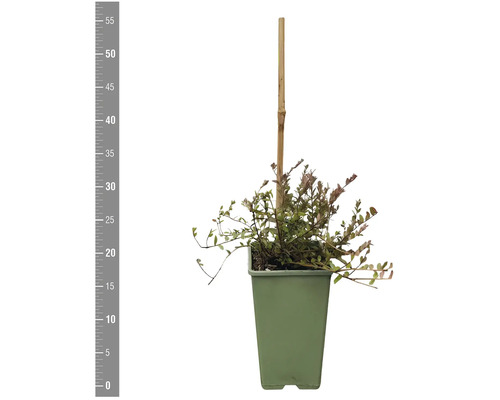 Zwergmispel in einem Topf mit einem Bambusstab.