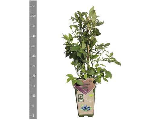 Heidelbeerstrauch der Sorte ''Bluegold'' im Topf